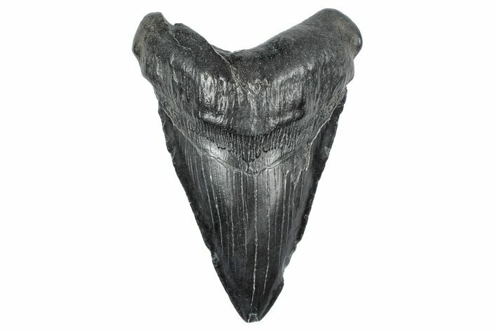 Fossil Megalodon Tooth - South Carolina #340134